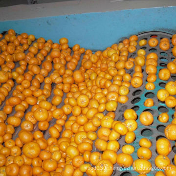 Fresh Good Qulality Baby Mandarin Orange